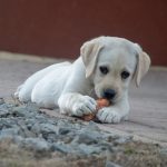 Best Toy for Baby Labrador | Best toy for new born puppy